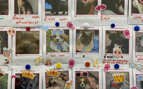 Pets website